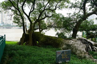 溫州行 江心嶼、洞頭望海樓與仙疊巖的山水畫卷